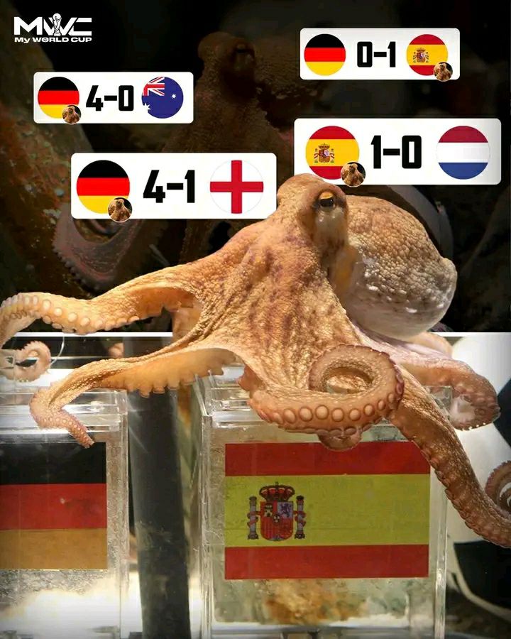 Bạch tuộc Paul tại World Cup 2010